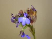 Lobelia comosa image