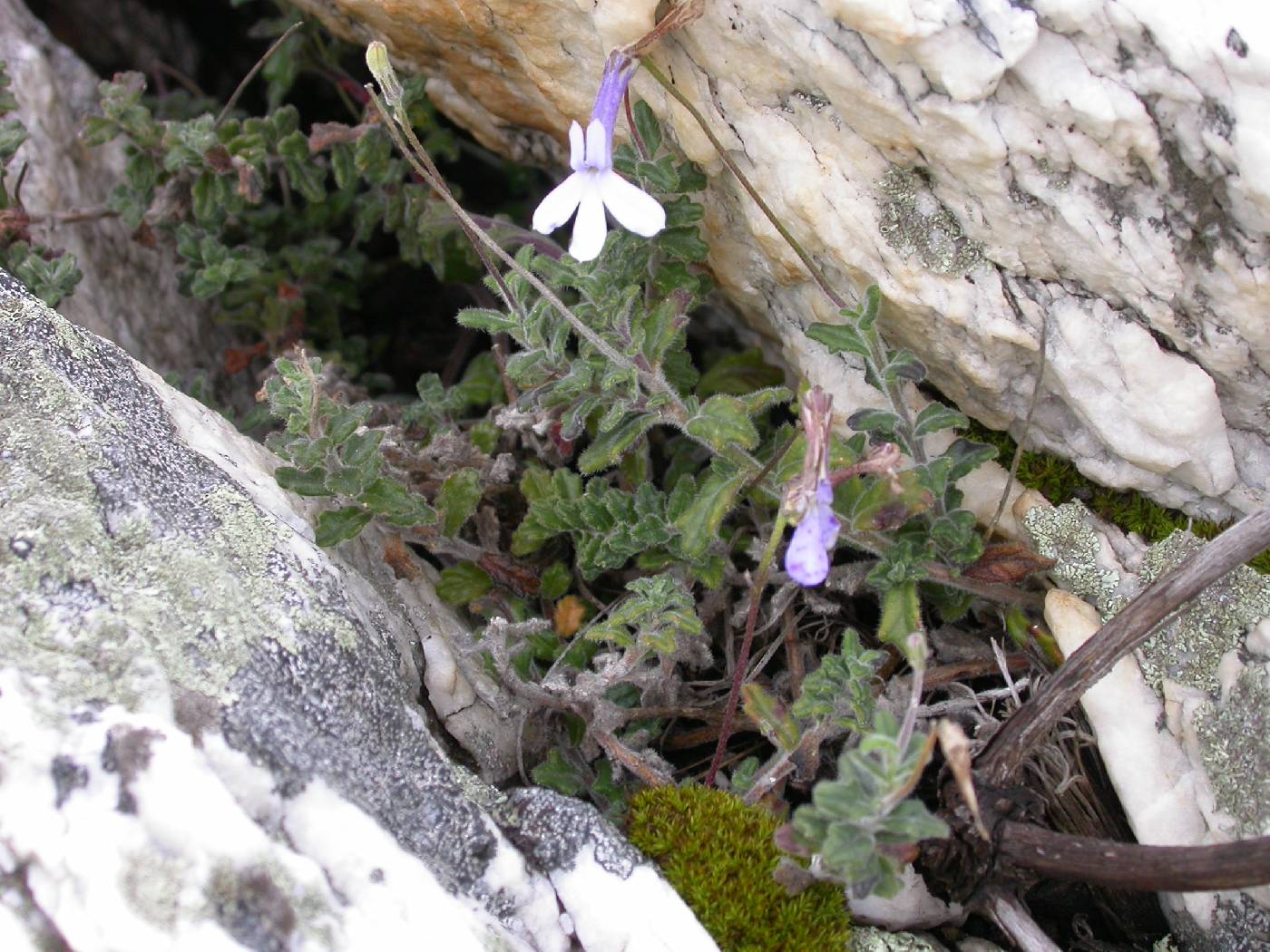 Lobelia dichroma image