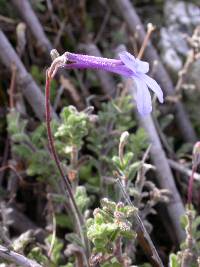 Lobelia dichroma image