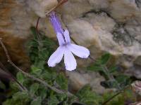 Lobelia dichroma image