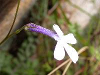 Lobelia dichroma image