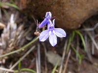 Lobelia flaccida subsp. flaccida image