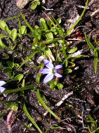 Lobelia galpinii image