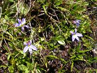 Lobelia galpinii image