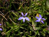 Lobelia galpinii image