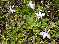 Lobelia galpinii image