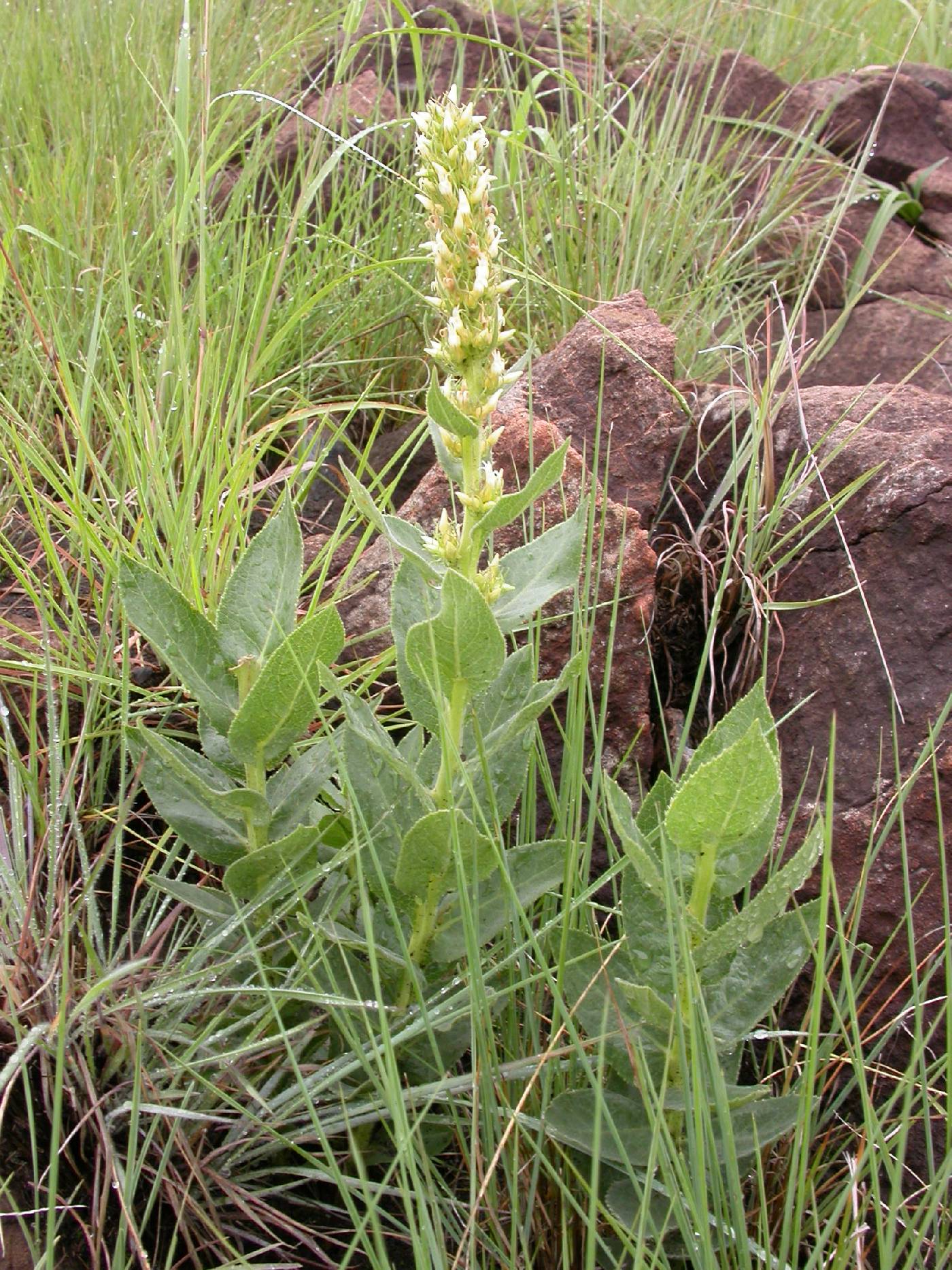 Cyphia elata var. elata image