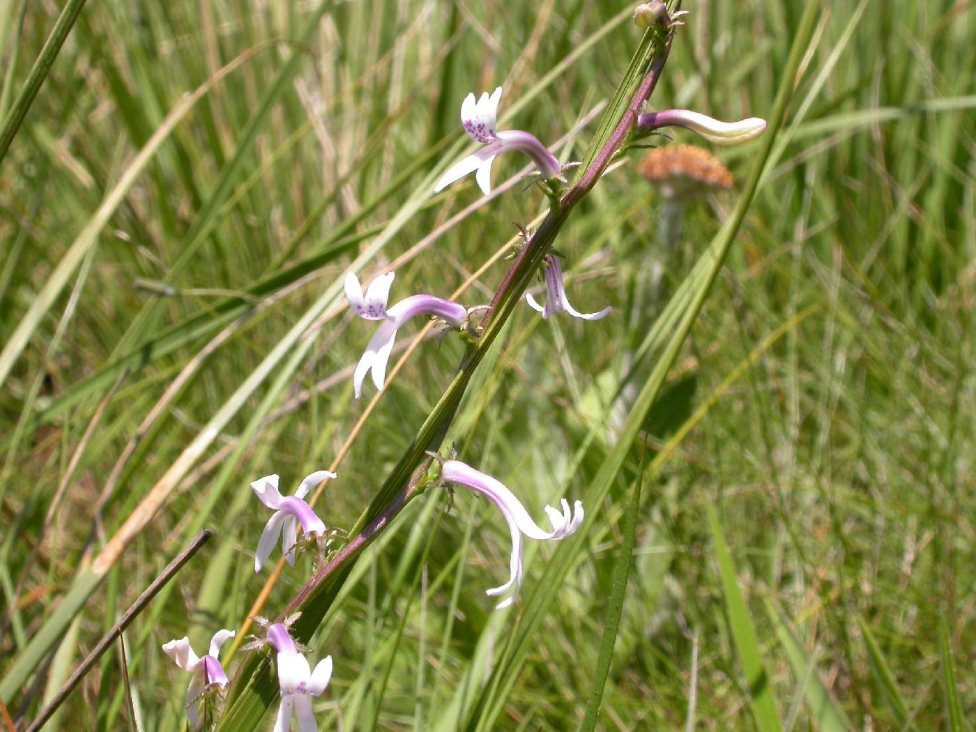 Cyphia stenopetala image