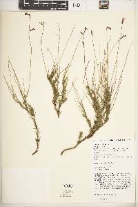 Lobelia tomentosa image