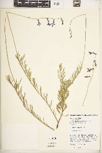 Lobelia tomentosa image