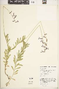 Lobelia tomentosa image