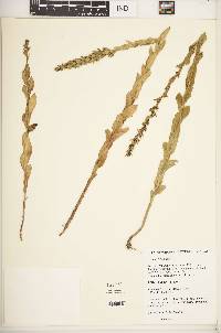 Image of Cyphia oblongifolia