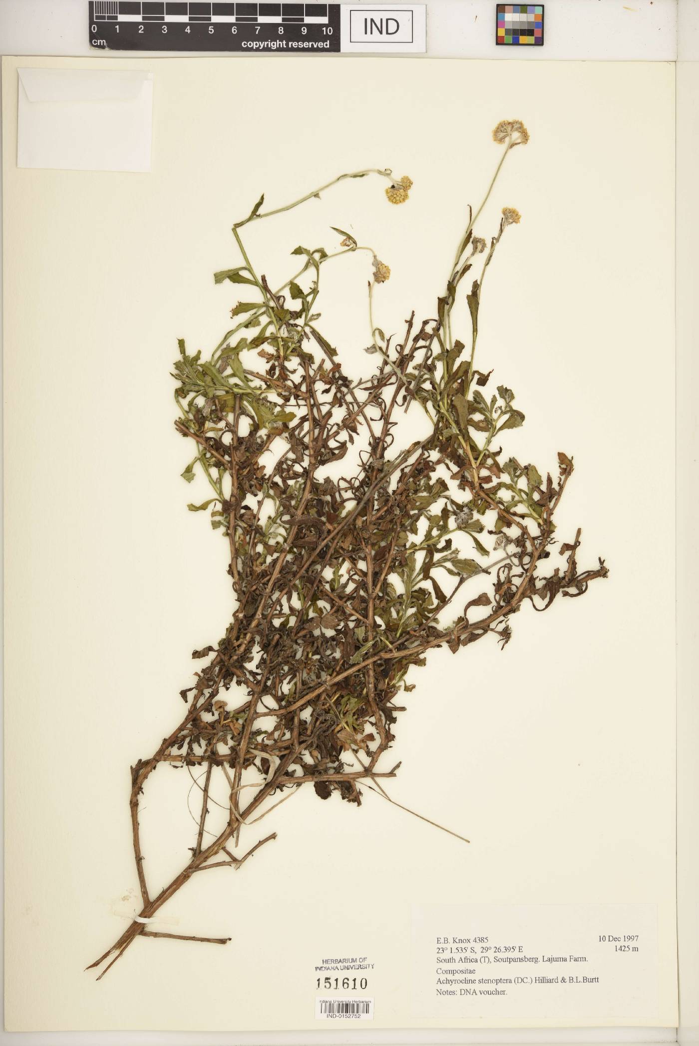 Achyrocline stenoptera image