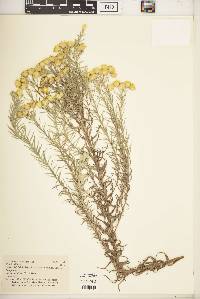 Helichrysum kirkii var. kirkii image