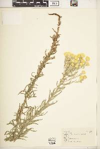 Helichrysum kirkii var. kirkii image