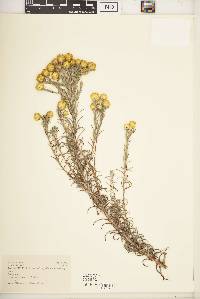 Helichrysum kirkii var. kirkii image