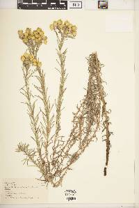 Helichrysum kirkii var. kirkii image