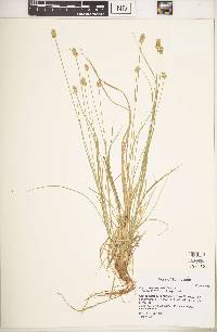 Carex leavenworthii image