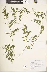 Vicia sativa subsp. nigra image