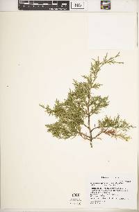 Juniperus virginiana var. virginiana image