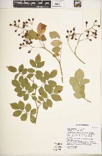 Rosa multiflora image