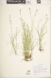 Carex radiata image