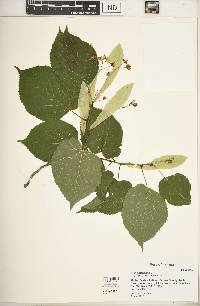 Tilia americana var. americana image