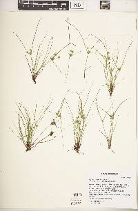 Cyperus squarrosus image