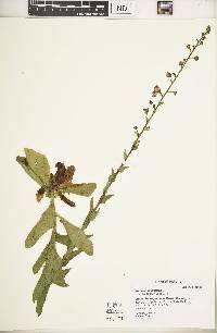 Verbascum blattaria image