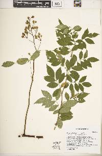 Rosa multiflora image