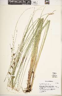 Carex oligosperma image