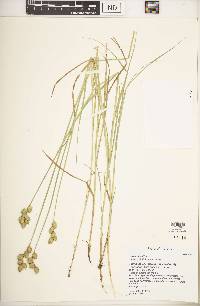 Carex alata image