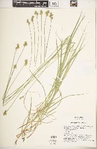 Carex molestiformis image