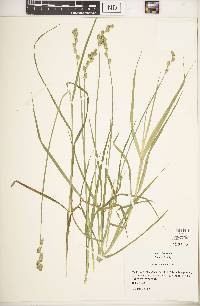 Carex tribuloides var. sangamonensis image