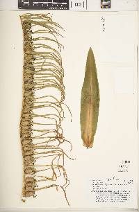 Lobelia telekii image