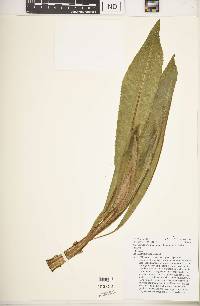 Lobelia stricklandiae image