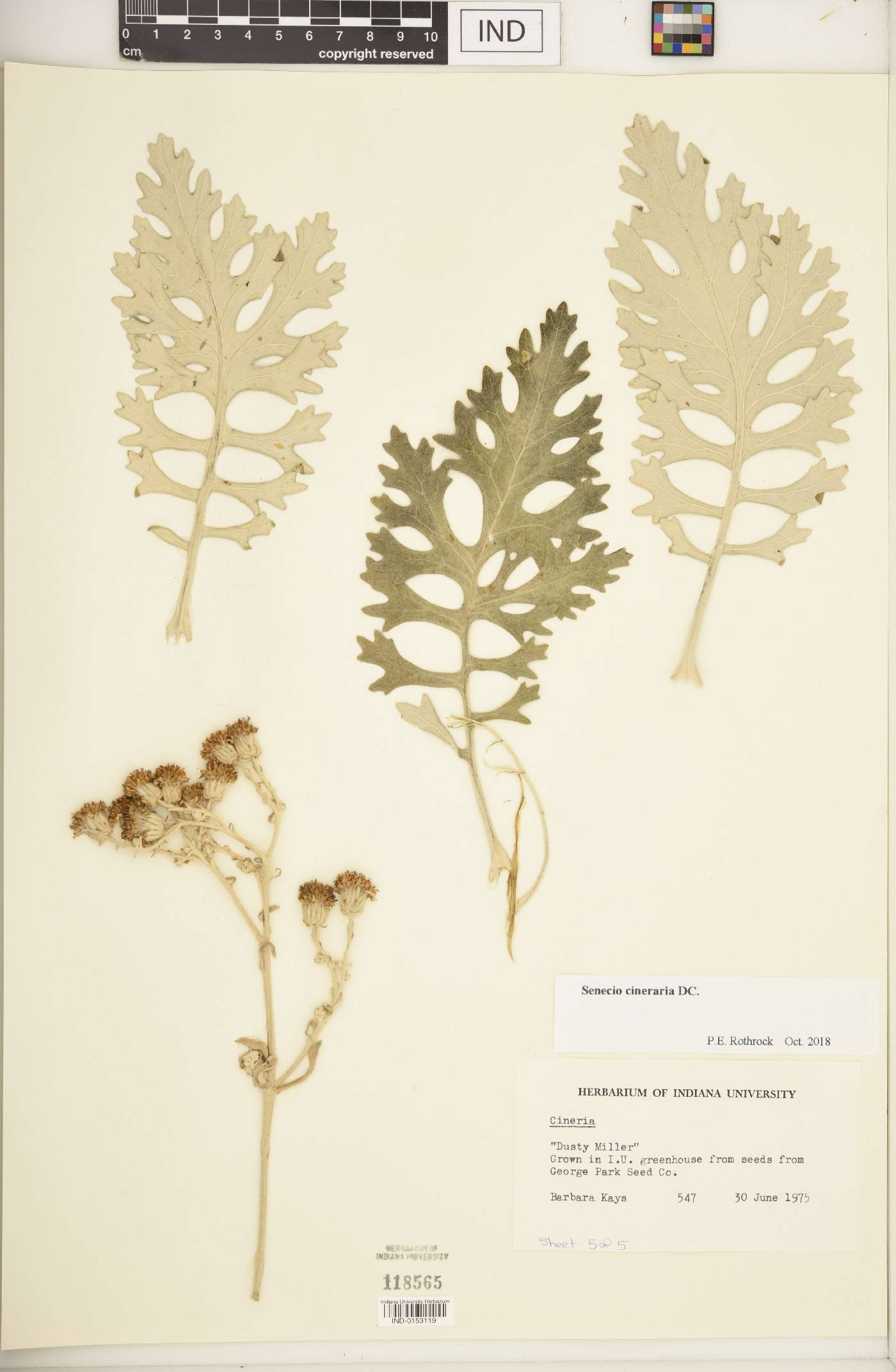 Senecio bicolor subsp. cineraria image