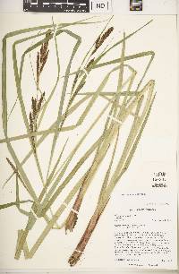 Carex hyalinolepis image