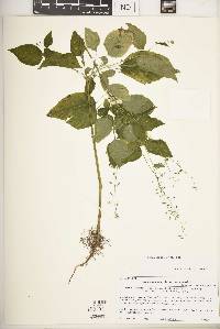 Circaea canadensis image