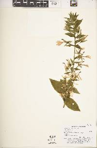 Lobelia stricklandiae image