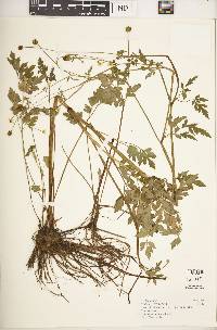 Image of Ranunculus multifidus