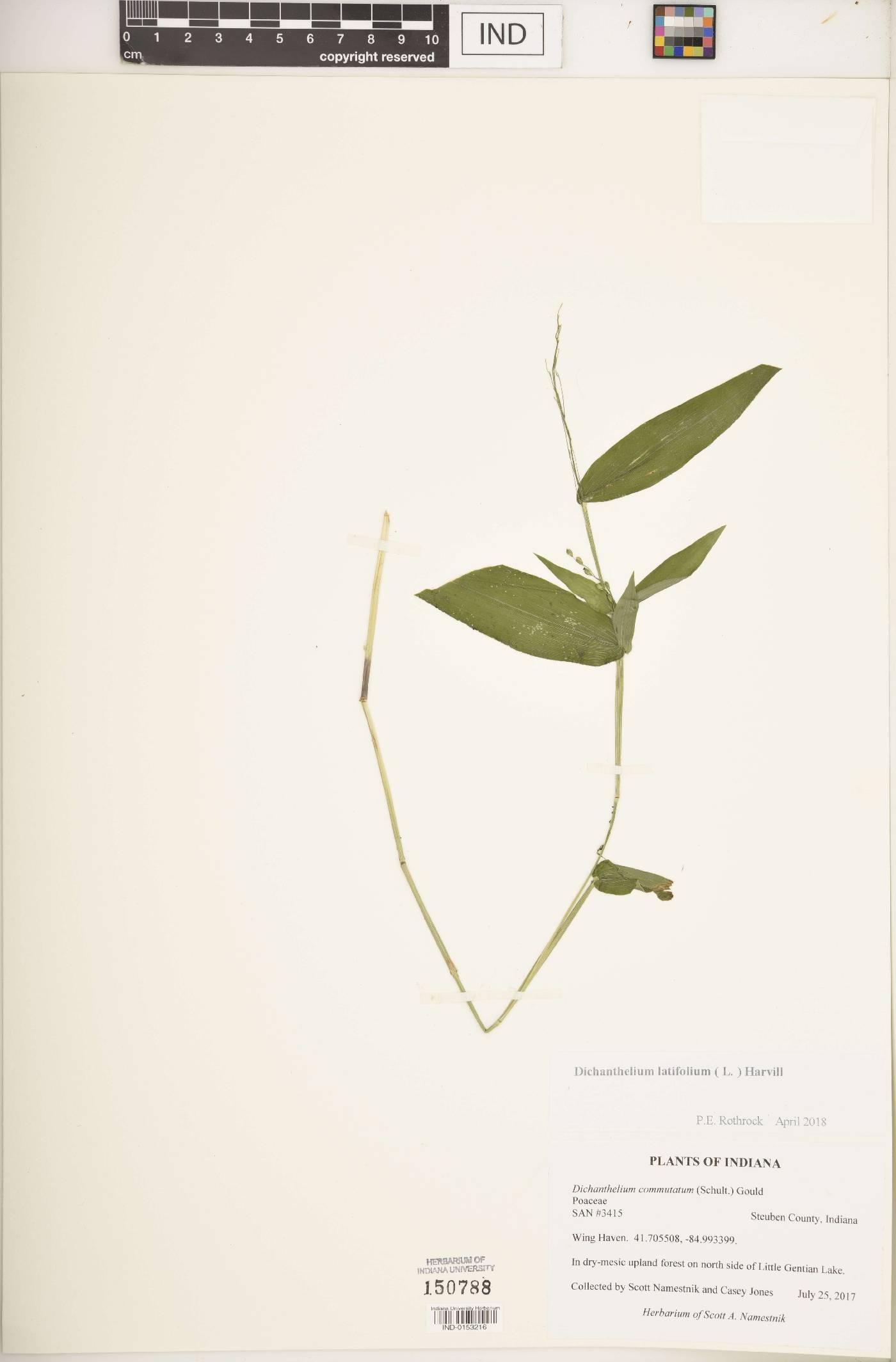 Dichanthelium latifolium image