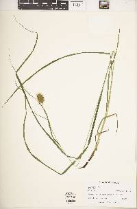 Carex squarrosa image