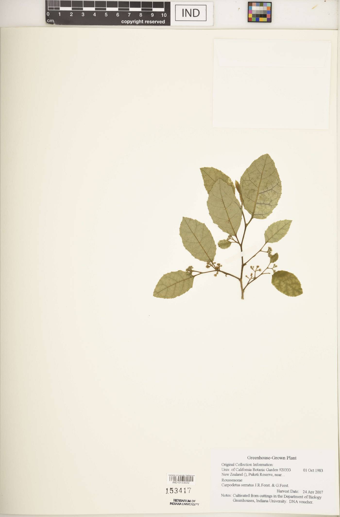 Carpodetus image