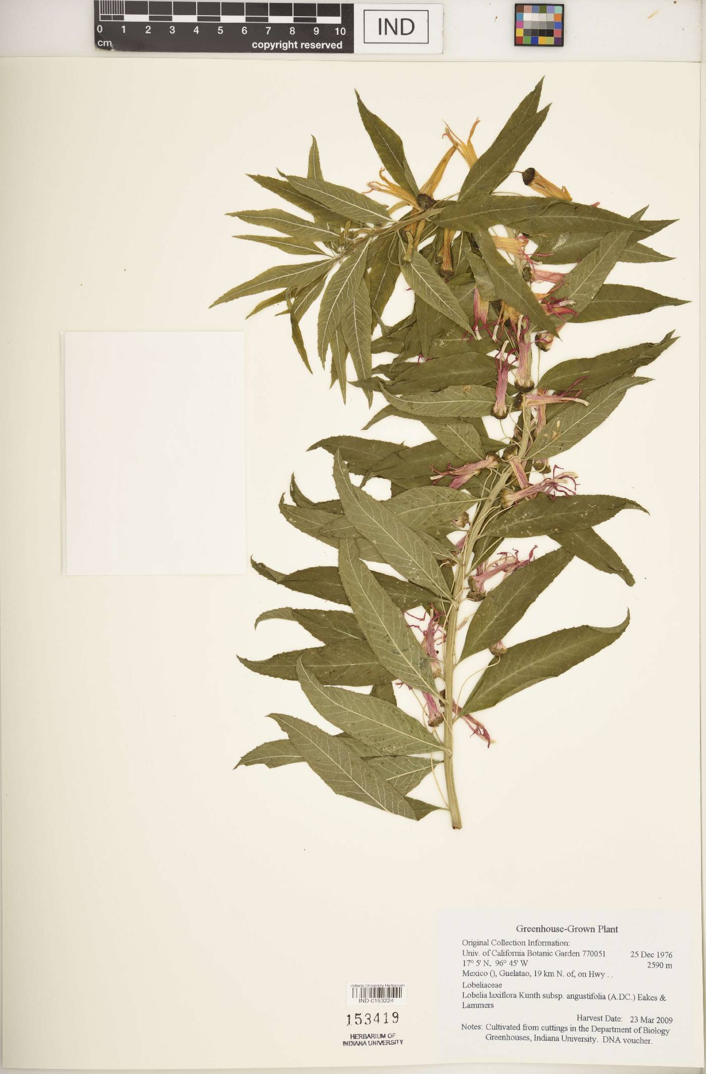 Lobelia laxiflora subsp. angustifolia image