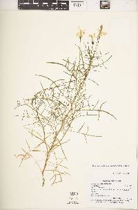 Lithotoma anethifolia image