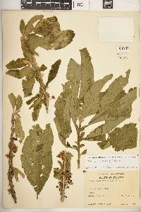 Acnistus arborescens image