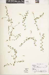Lobelia angulata image