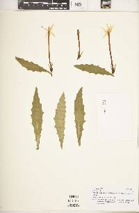 Hippobroma longiflora image