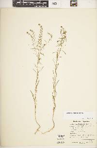 Lepidium densiflorum image